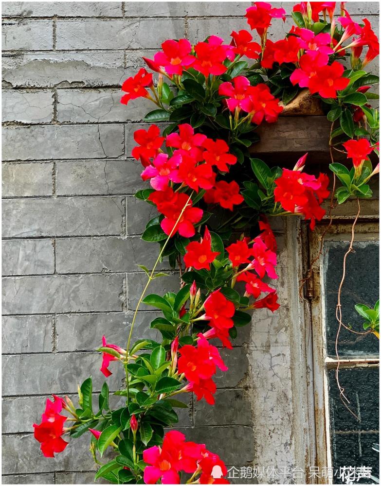 6种 耐热盆栽花 度夏很容易 颜值高 好打理 适合新手花友 腾讯新闻