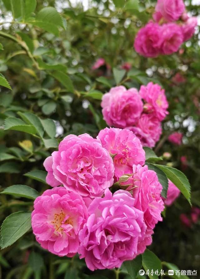 蔷薇花开红艳艳