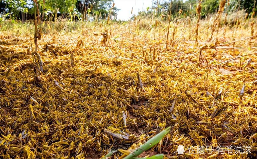 如1927年山东省发生的大蝗灾,造成700万灾民流离失所,四处逃荒1929年