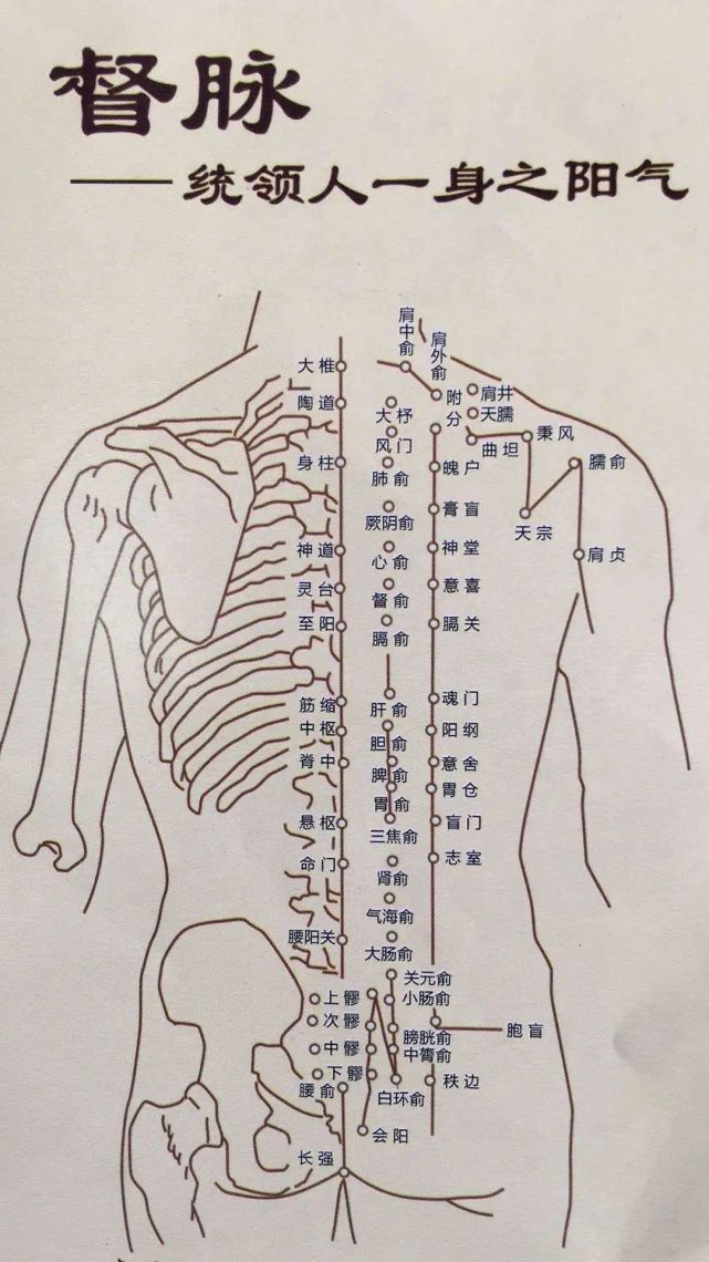 因为我们背部的阳经穴位分布比较多,其中以督脉和膀胱经为重点.