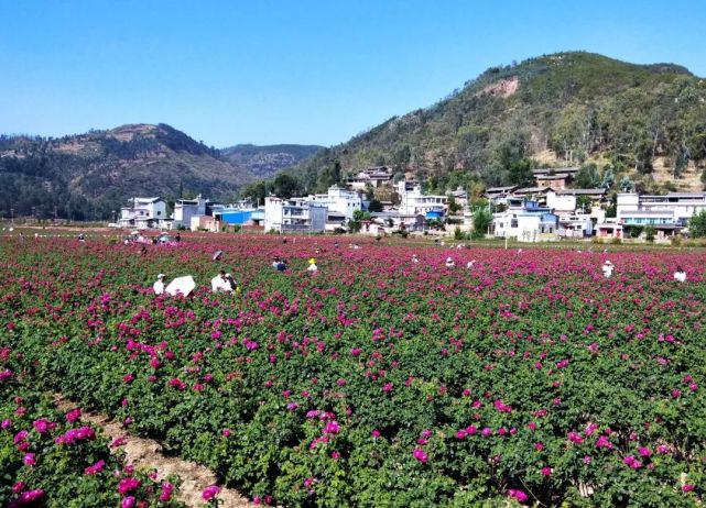 五月以來,姚安光祿古鎮東方玫瑰谷的千餘畝玫瑰陸續綻放,鮮豔的花朵在