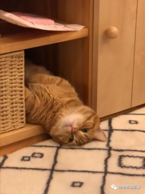 猫咪瘫在地上浑身透露着疲惫,没想到它也有小烦恼!