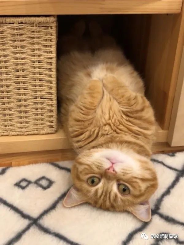 猫咪瘫在地上浑身透露着疲惫,没想到它也有小烦恼!