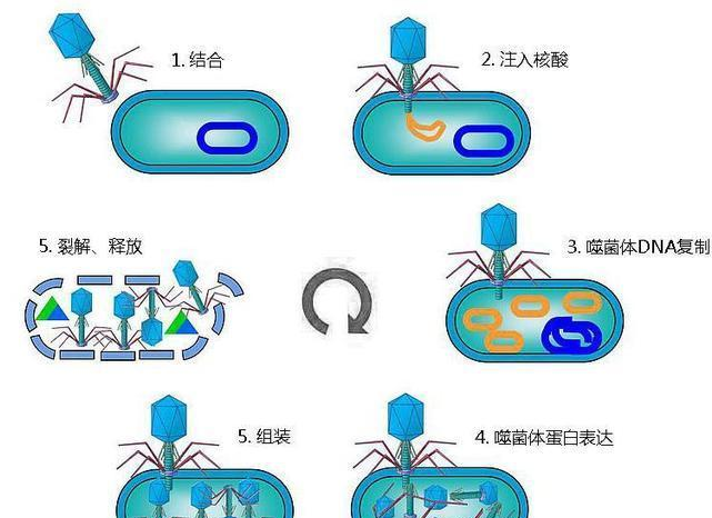 能否运用基因的手段,将噬菌体改造成"噬病毒体?