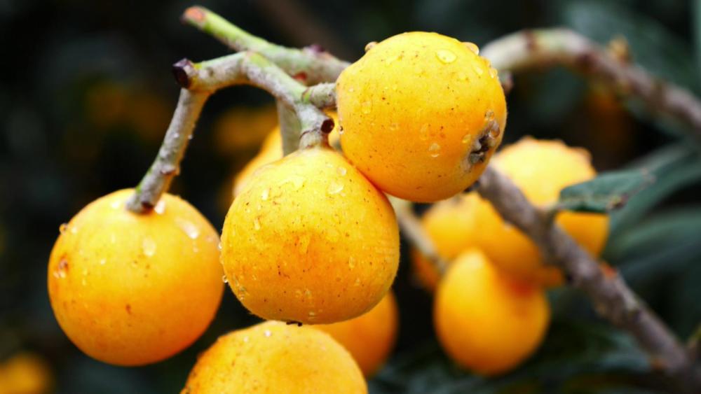 黔南罗甸无核枇杷上市直销北上广