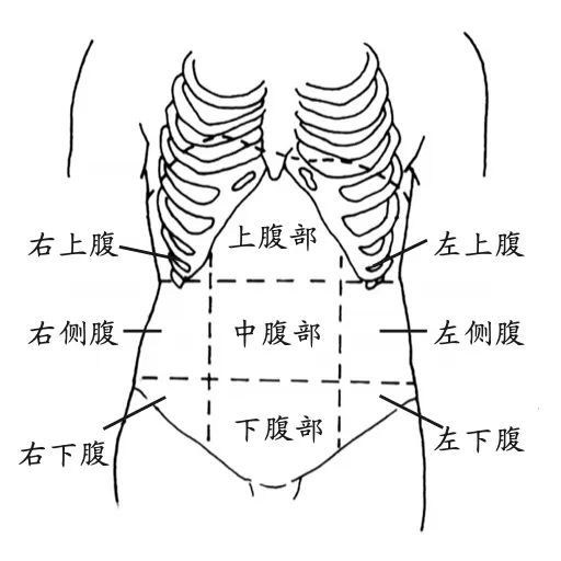 整个腹部图片图片