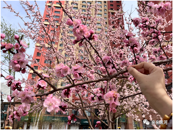 桃之夭夭 风有约 花不误 五月黑河共赏花事浪漫 高世凡 黑河 桃花 旅游