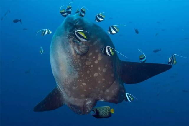 海洋微生物就可以殺死翻車魚體內寄生的寄生蟲和細菌