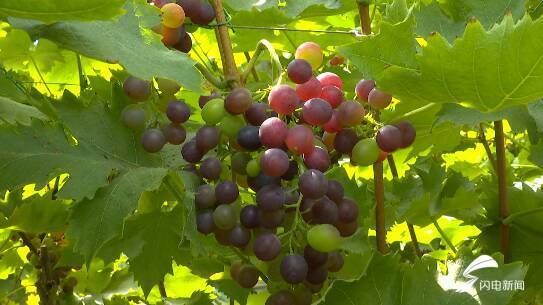 潍坊"半截楼"葡萄预订火爆 一亩地能卖3万多