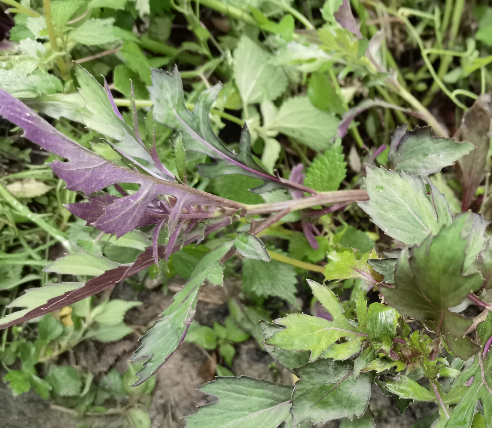 警惕血皮菜中毒