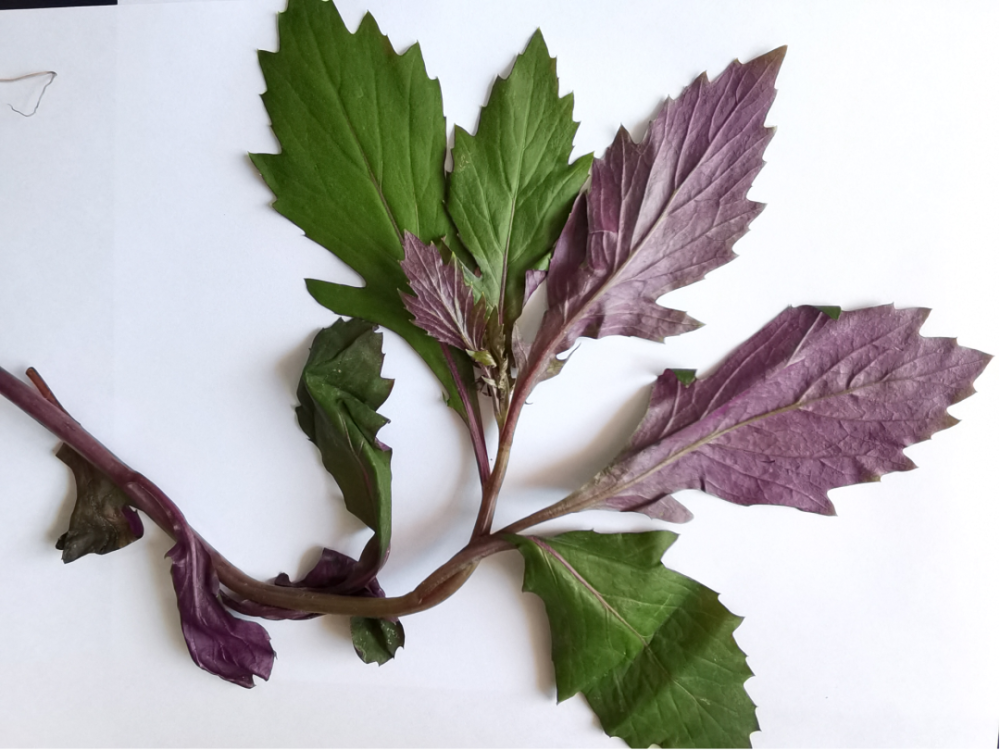 警惕"血皮菜"中毒!