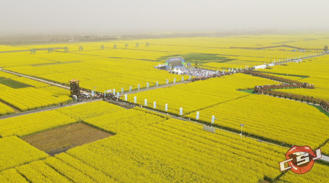 十美堂油菜花观光基地图片