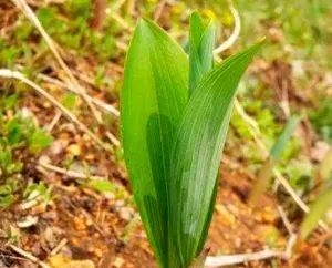 "近期已收治了10余名食用山苞米中毒的患者,其中年龄最大的患者91岁