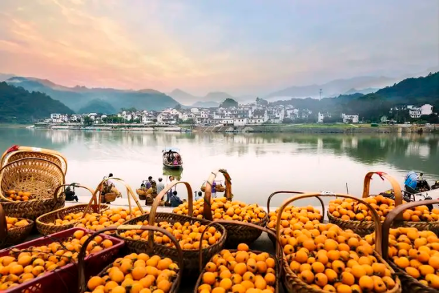 一江新安水,万重枇杷山,5月22日黄山徽百·三潭枇杷越野训练营来了