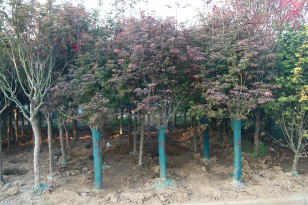 红枫价格行情 建庭园艺场 腾讯新闻