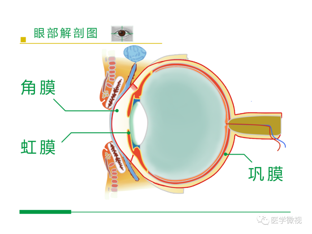 虹膜隐窝位置图片