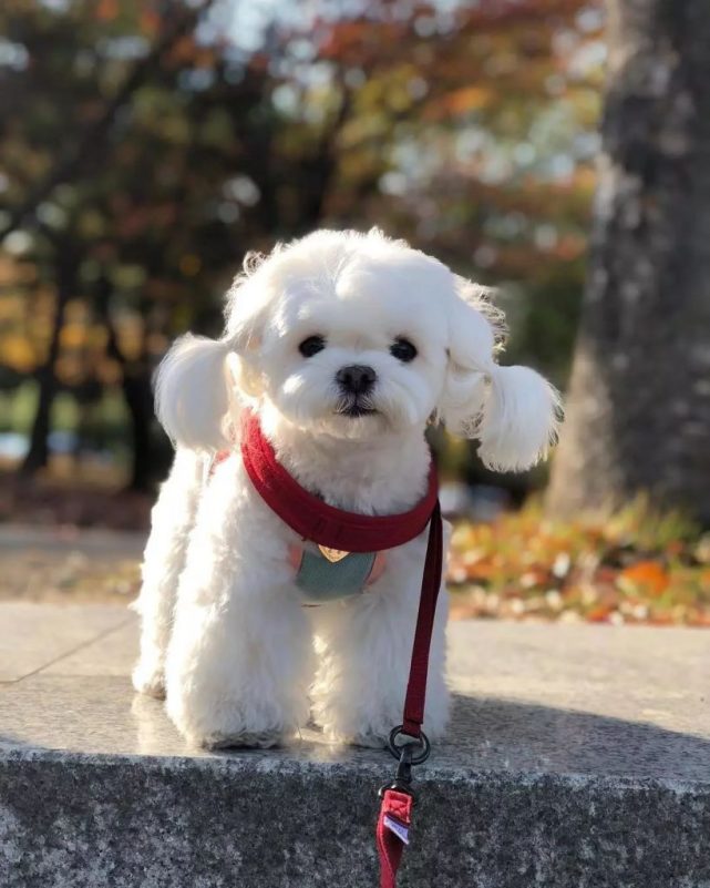 马尔济斯犬可爱造型图片大全