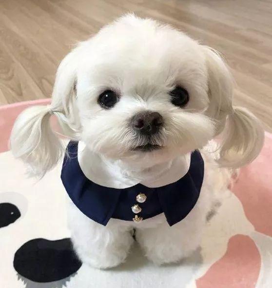 马尔济斯犬可爱造型图片大全