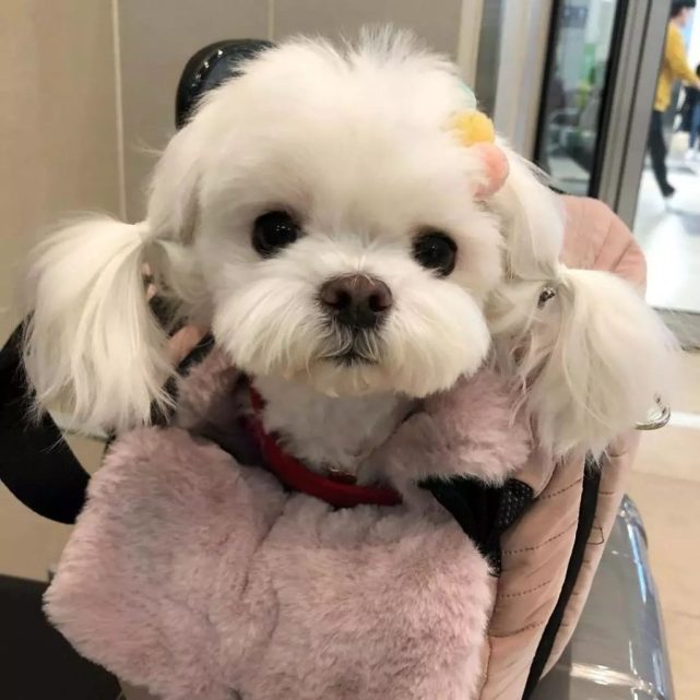 马尔济斯犬可爱造型图片大全