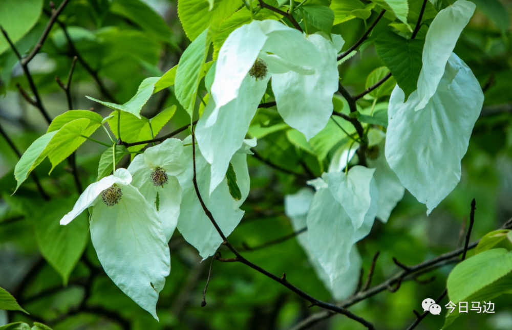 绝美珙桐花开成海这个5月马边金家沟值得你奔赴而来