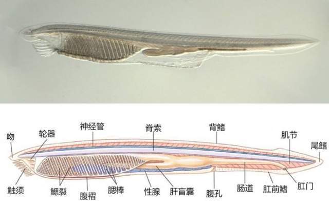 的河蚌,蛤蜊等都屬於軟體動物門下的雙殼綱(螺類為腹足綱),或斧足綱