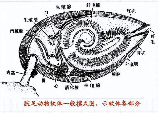 牡蛎结构解剖图图片