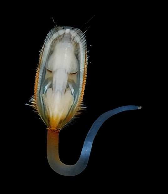 贵阳机场厕所洗手池布满 4 亿年前化石,是否是暴殄天物?