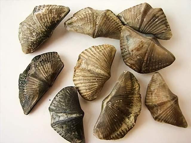 贵阳机场厕所洗手池布满 4 亿年前化石,是否是暴殄天物?