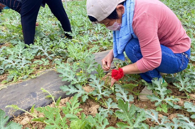 衡水冀州区周村镇:大棚西瓜授粉忙 特色种植促振兴