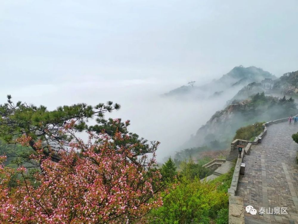 烟雨泰山海棠花开润流年