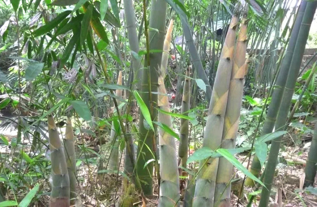 英德立足生态优势产业基础全力打造麻竹笋百亿富民产业