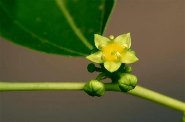 早夏枣花美诗九首 枣下何纂纂 枣花香细细 枣花 枣树 果实 牡丹
