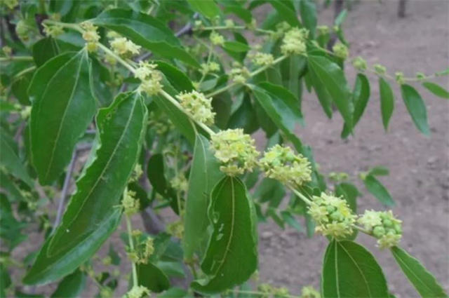 早夏枣花美诗九首 枣下何纂纂 枣花香细细 天天看点