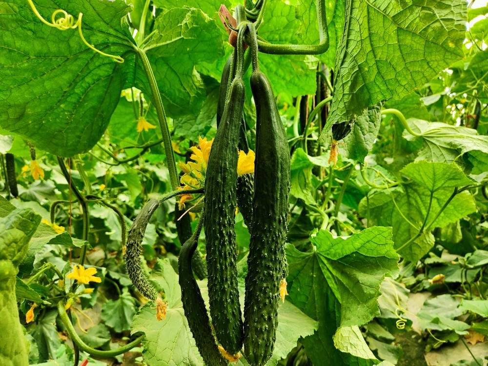 齐满镇:大棚果蔬销路广 黄瓜增收采摘忙_腾讯新闻