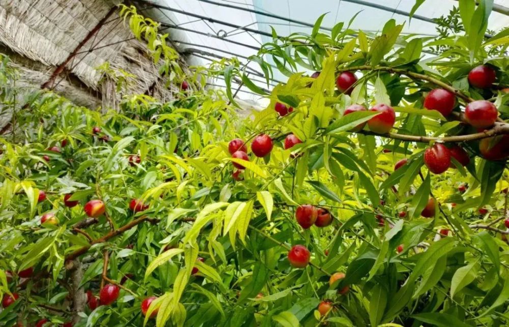 温室油桃抢鲜上市热销