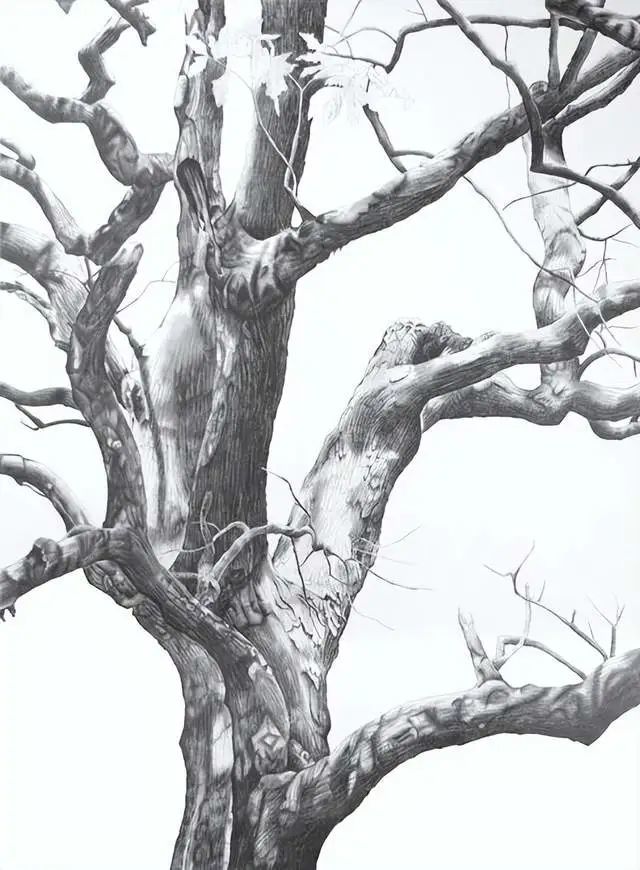 对比一下素描的树枝,你能很明显感觉到素描的树更有空间感与质感.
