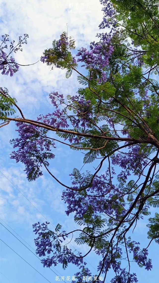 "蓝花楹"植物界蓝紫色调中的顶流!