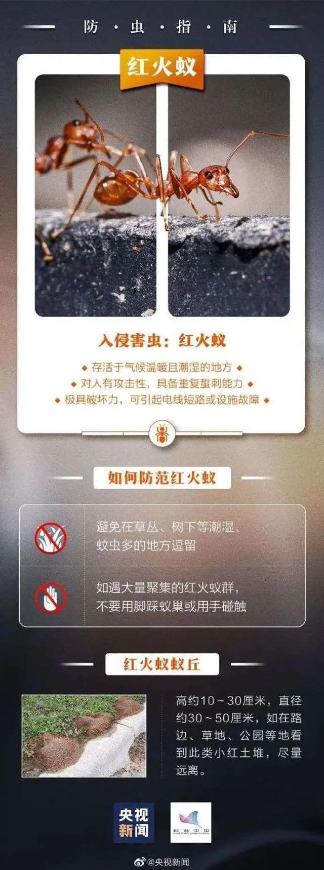 红火蚁入侵12省,多地发生伤人事件,有人被咬后休克