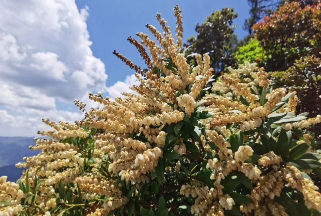 者摩夏日风光美 百花绚丽沁心扉 杜鹃花 百花