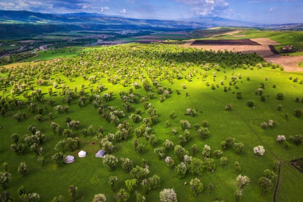 争创自治区全域旅游示范区丨伊犁野果林花开满枝处处皆景