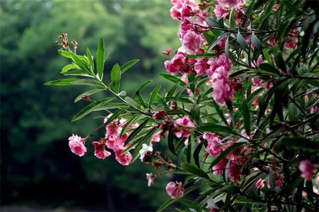 柳叶花名的意思(柳叶花是什么意思)