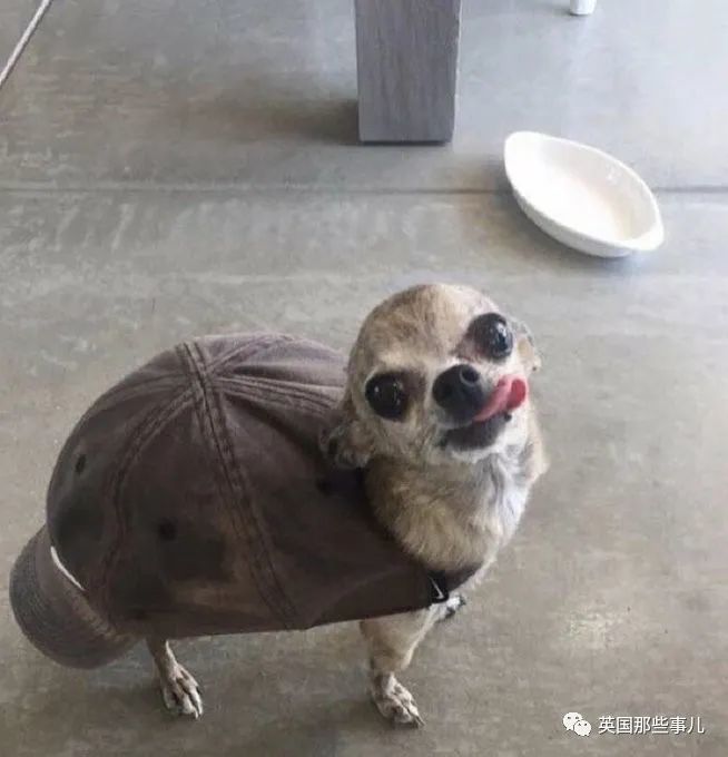 傻狗欢乐多!这账号专门收集那些傻里傻气的狗子,看完被治愈了!