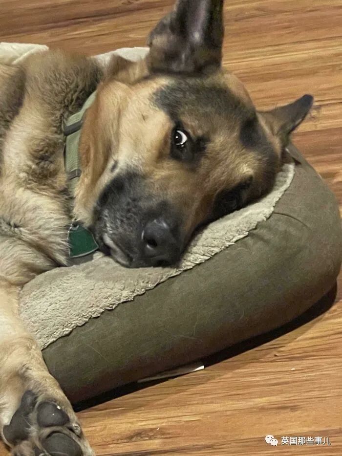 这账号专门收集那些傻里傻气的狗子,看完被治愈了!_腾讯新闻