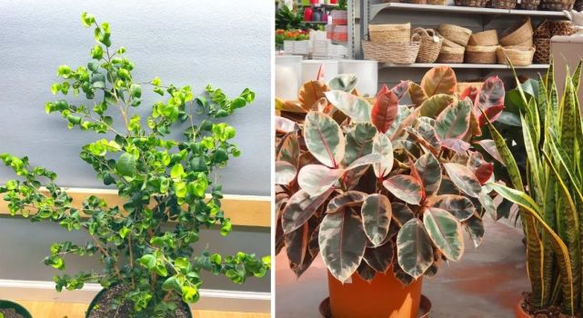 美如画的榕属植物这几个花叶榕树品种很值得珍藏