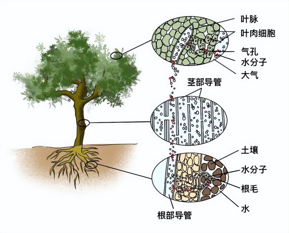 8米!西藏发现中国最高树,为何地球树木难以突破130米魔咒?_腾讯新闻