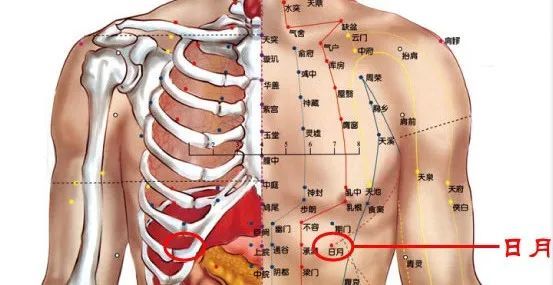 日月穴:胁肋疼痛,胀满,呕吐