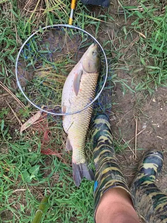 初夏釣草魚攻略成本有點兒大但草魚確實好吃