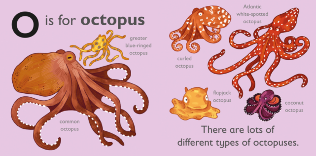 common octopus(普通章魚), blue-ringed octopus(藍環章魚), flap