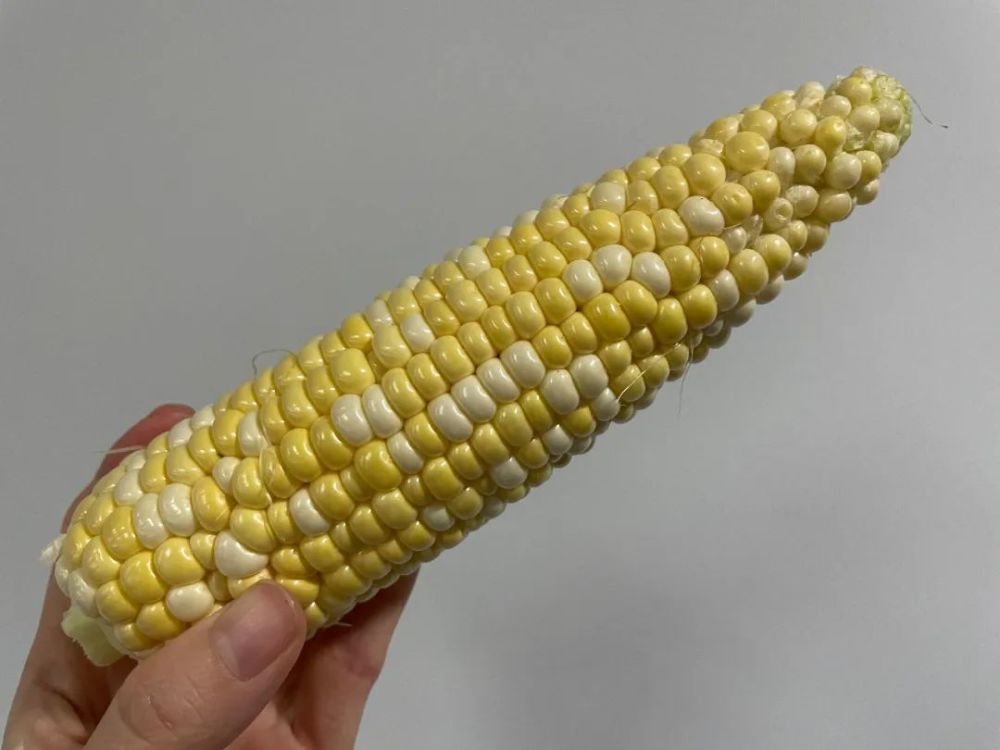 建德水果玉米终于不用等,有人月啃7箱?_腾讯新闻