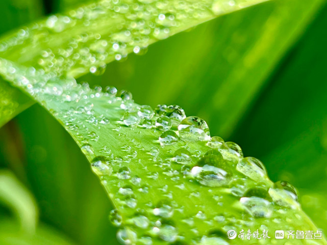 雨后树叶滴水的图片图片